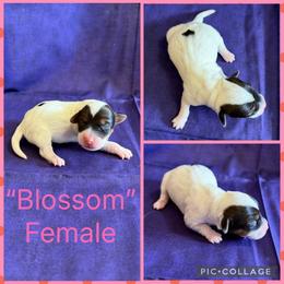 Blossom - Tri-color female Russell Terrier puppy in Zim, Minnesota from ZimBogWay Acres