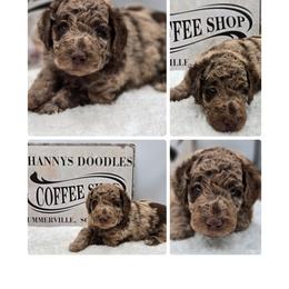 Mocha - Merle male Goldendoodle puppy in Summerville, South Carolina from Channys Doodles