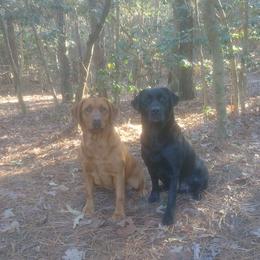 Labrador Retriever puppies from Kingdom Kenelz Labradors