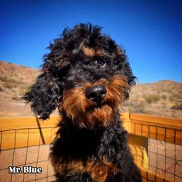 Mr. Blue - Black phantom male Aussiedoodle puppy in Dolan Springs, Arizona from High Desert Companions