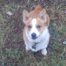 Kat - Pembroke Welsh Corgi