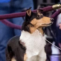 Collies from SugarNSpice Collies