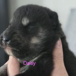 Daisy - Wolf sable female Pomsky puppy in Coatesville, Pennsylvania from Peaceful Pomskys
