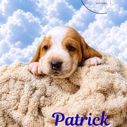 Patrick - Mahogany and white male Basset Hound puppy in Tollesboro, Kentucky from Low and Slow Bassets