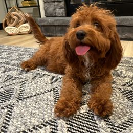 Poppy - Cavapoo