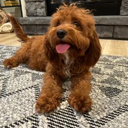 Poppy - Cavapoo
