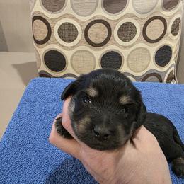 Black and Tan Girl - Black and tan female Dachshund puppy in Pueblo, Colorado from HotDachs