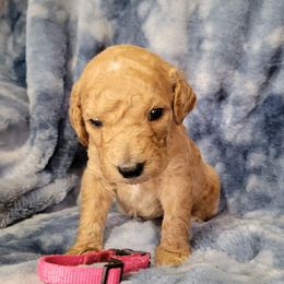 Pink girl - Apricot female Goldendoodle puppy in Blountsville, Alabama from Southern Charm Goldendoodles