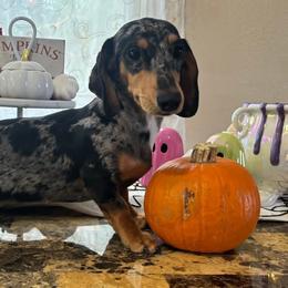 Thumbelina - Dachshund