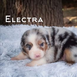 Electra - Australian Shepherd puppy from Northern Star Australian Shepherds
