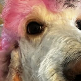 Bernedoodles and Poodles from Moonlight kennels