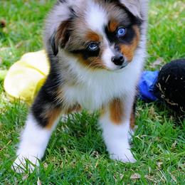 Girl 1 - Blue merle female Miniature Australian Shepherd puppy in Lawton, Oklahoma from Lindsey’s Aussies