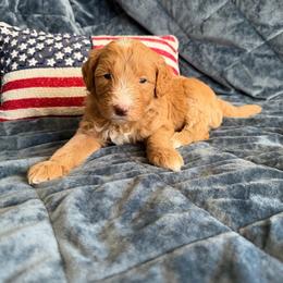 Simon - Parti male Goldendoodle puppy in Barstow, California from Golden Desert Doodles