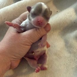 Creamy - Cream and white male Chihuahua puppy in Hackleburg, Alabama from Clements Chihuahua