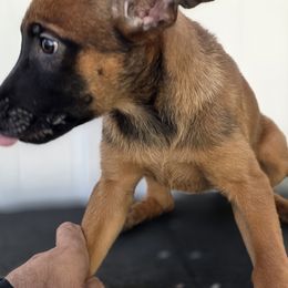 Fluffy - Fawn female Belgian Malinois puppy in Sherman Oaks, California from Andy's Elite K9