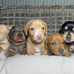 Dachshunds from Dachshund of M-A
