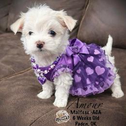 Amour - White female Maltese puppy in Paden, Oklahoma from Logan's Perfect Puppies