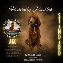 Poodle Puppies from Heavenly Poodles