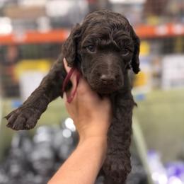 Bourbon - Brown male Poodle puppy in Cleveland, Texas from Jolley Poodles