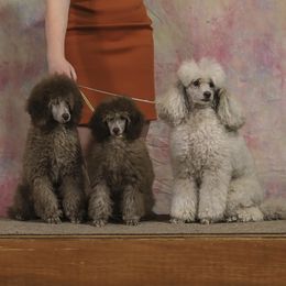 Poodle and Scottish Terrier Puppies from Conundrums Kennels