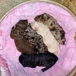 Goldendoodle Puppies from Sassy Doodles of Tennessee