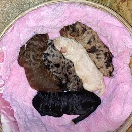 Goldendoodle Puppies from Sassy Doodles of Tennessee