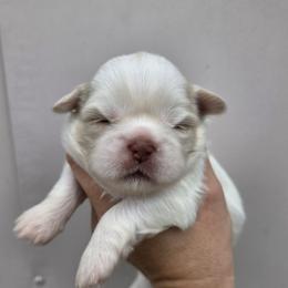 Liver Cream Boy - Cream and white male Shih Tzu puppy in Vinita, Oklahoma from Locust Creek Shih Tzu & Havanese