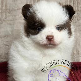 AKC JOKER - Chocolate parti male Pomeranian puppy in Watkins Glen, New York from Wicked Spirits Pomeranians