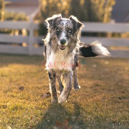 West - Australian Shepherd