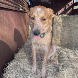 Buckle  - Australian Cattle Dog