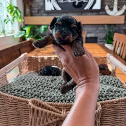 Bernedoodle, Cavapoo, Cavapoochon, Goldendoodle, Poodle, and Yorkipoo Puppies from Anchor Dogs