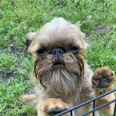 Lina - Brussels Griffon
