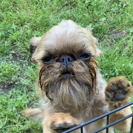 Lina - Brussels Griffon