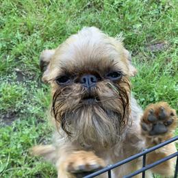 Lina - Brussels Griffon