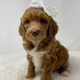 Miller - Red  female Goldendoodle puppy in Calhoun, Georgia from FamilyLoved Doodles