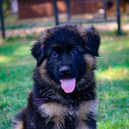 Boy 1 - Black and red male German Shepherd puppy in Alvarado, Texas from King Of Zion German Shepherds