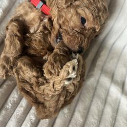 AKC Red Collar - Red  male Poodle puppy in Powder Springs, Georgia from West Cobb Dogs