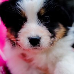 Australian Shepherd, Mastiff, and Miniature American Shepherd Puppies from Ashber Farm