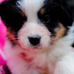 Australian Shepherd, Mastiff, and Miniature American Shepherd Puppies from Ashber Farm