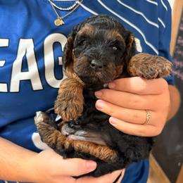 Maple - Phantom female Goldendoodle puppy in El Dorado, Arkansas from Magnolia Mini Doodles
