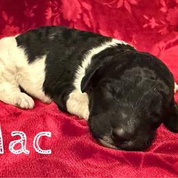 Mac - Parti male Poodle puppy in Port Orange, Florida from Daytona’s Standard Poodles