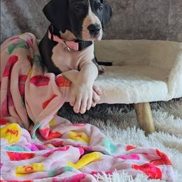Sally - Mantle female Great Dane puppy in Caldwell, Idaho from Miner's Dynamic Danes