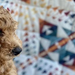 Dolly Parton - Red  Goldendoodle puppy in Brush Prairie, Washington from Emerald Hill Acres