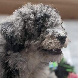 Aussiedoodles from Doodle Dandy