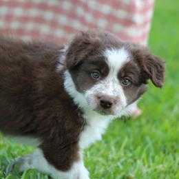Red male - Red male Border Collie puppy in Tylertown, Mississippi from Cool Meadow Farms