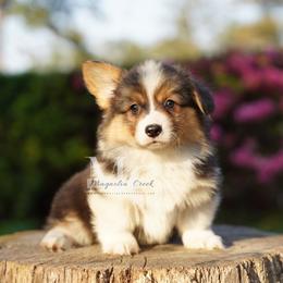 Chord - Black and tan male Pembroke Welsh Corgi puppy in Straughn, Alabama from Magnolia Creek Corgis