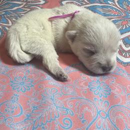 Poodle and West Highland White Terrier Puppies from JJs Puppies of the Carolinas