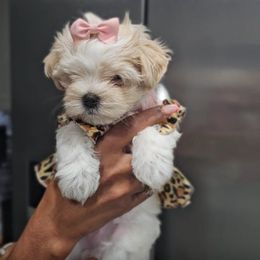 Amiracle (Miree) - White female Maltese puppy in North Chesterfield, Virginia from YorkieLover