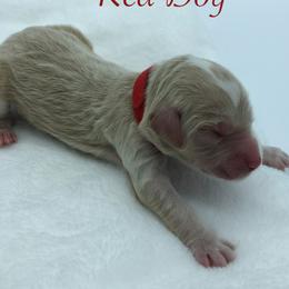 Bernedoodle and Goldendoodle Puppies from Bailey Mountain Doodles