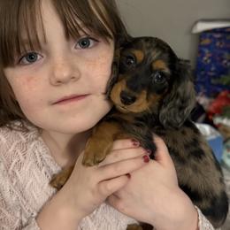 Dachshund Puppies from Birkin’ Paws
